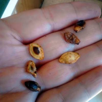 how to cook yummy way to easy bbq flavored toasted zucchini squash seeds halloween